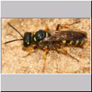 Cerceris arenaria - Grabwespe 01f 12mm mit Ruesselkaefer.jpg